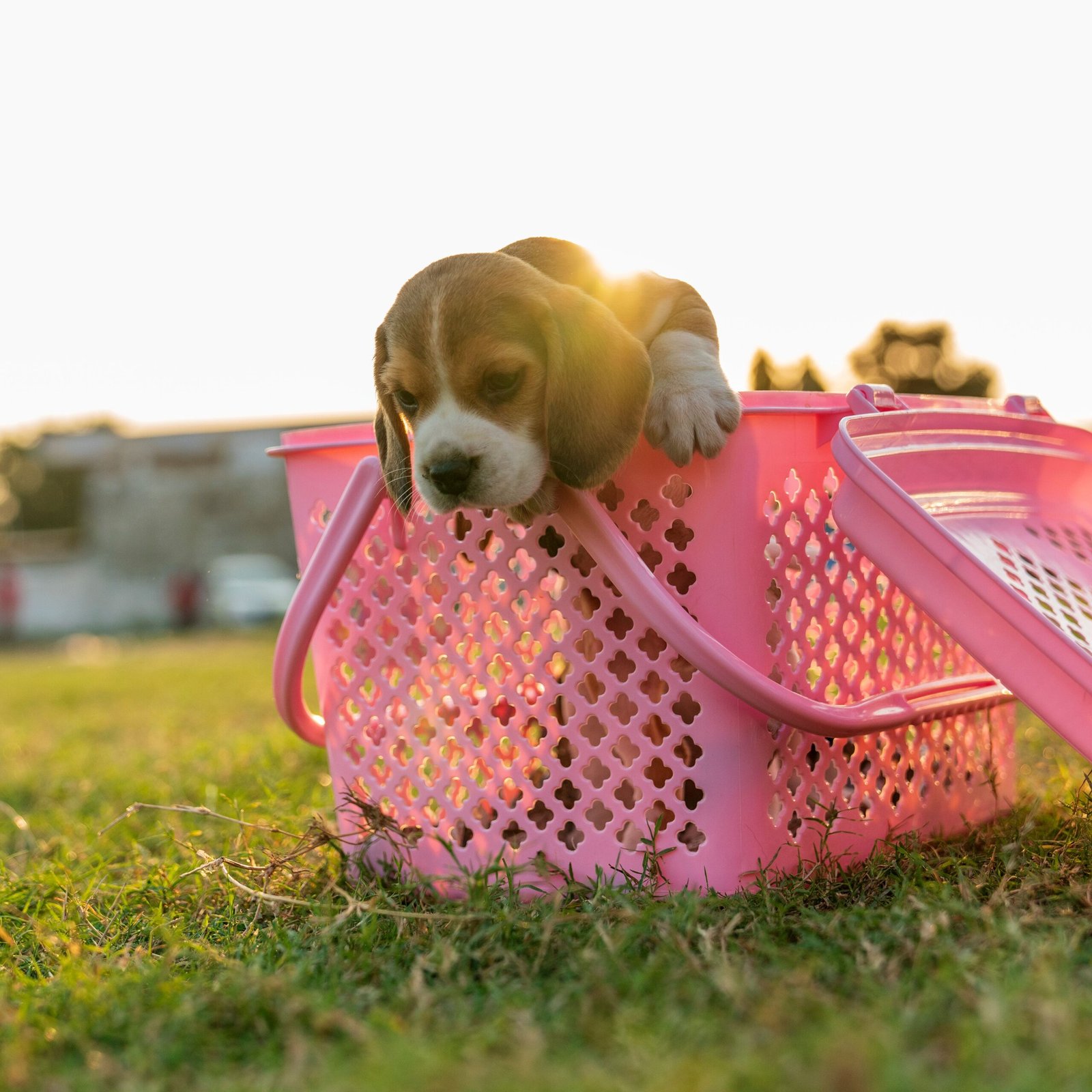 Pet Delivery